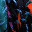 皮尔卡丹pierre cardin  秋冬 女装 上装 长袖衬衫 P1301B1978G3